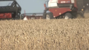 В Казахстане убрано 14,5 млн гектаров зерновых