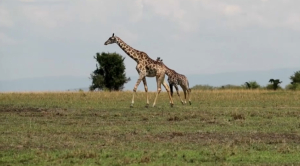 Кенияда жирафтар азайып барады