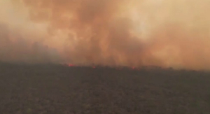 Пожар уничтожил свыше 5 тыс. га леса в Боливии