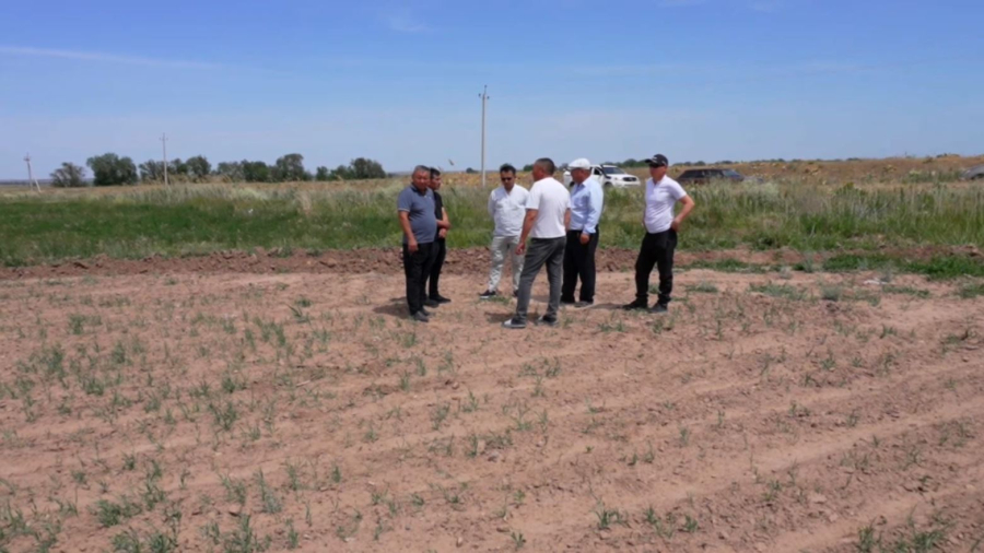 «Егісіміз күйіп кеткелі тұр». Жамбыл облысында диқандар судан тарығып отыр