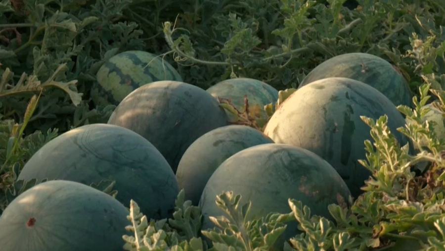 Жара уничтожает урожай арбузов в Испании