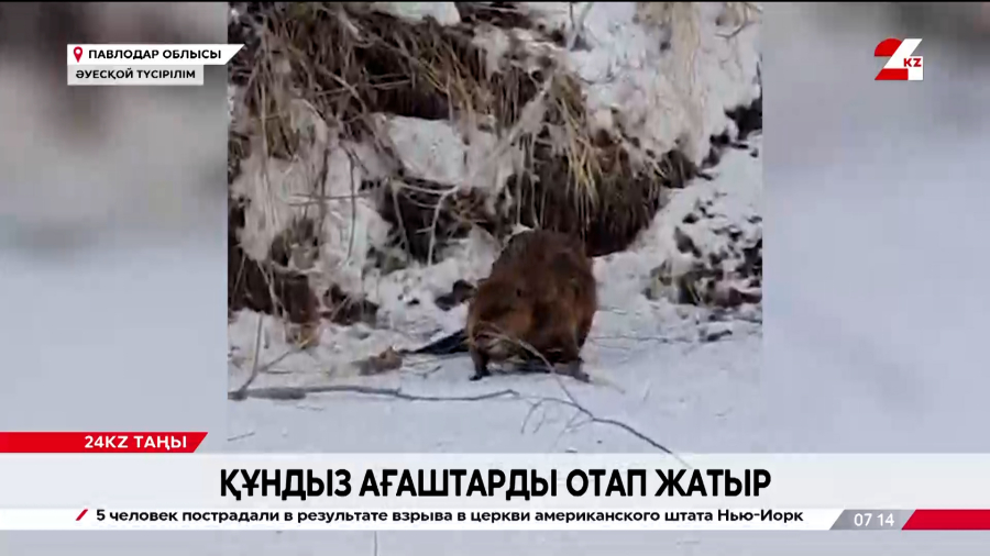 Павлодарда құндыздар ағаштарды құлатып жатыр