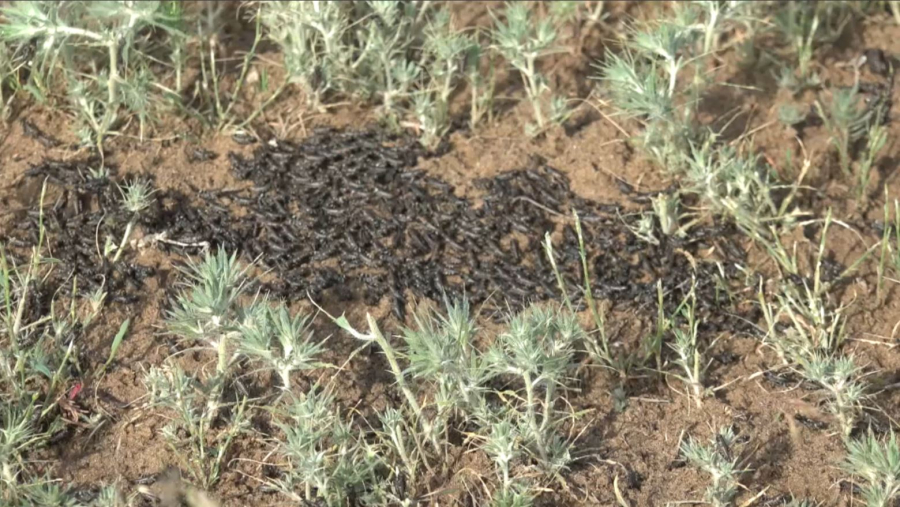 БҚО-да шегірткеге қарсы күрес басталды