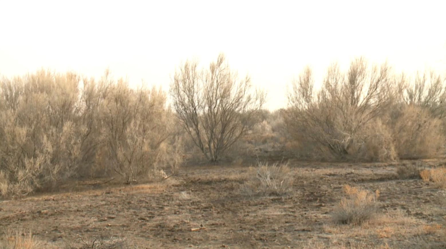 Қызылорда облысында теңіз табанына сексеуіл егіліп жатыр