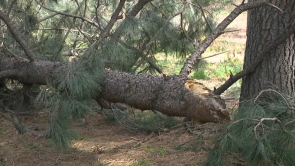 Ботанический сад в Алматы закрыли для посетителей