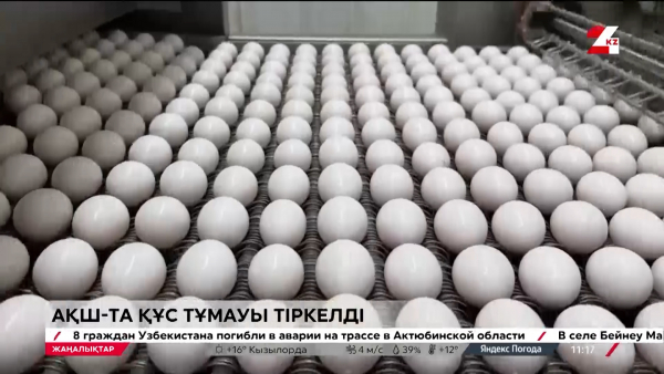 АҚШ-та жұмыртқа өндірісі тоқтады