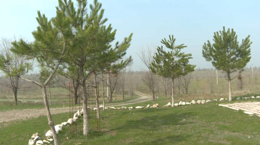 Площадь лесного фонда Шымкента увеличилась почти в 1,5 раза