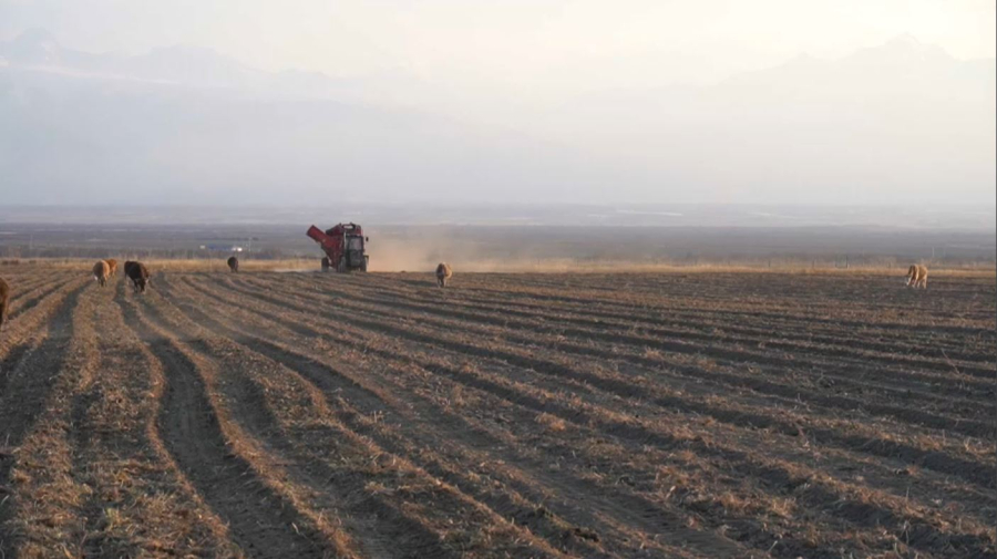 Агроөнеркәсіп кооперативі «Рepsico» компаниясымен келісімшарт жасасты