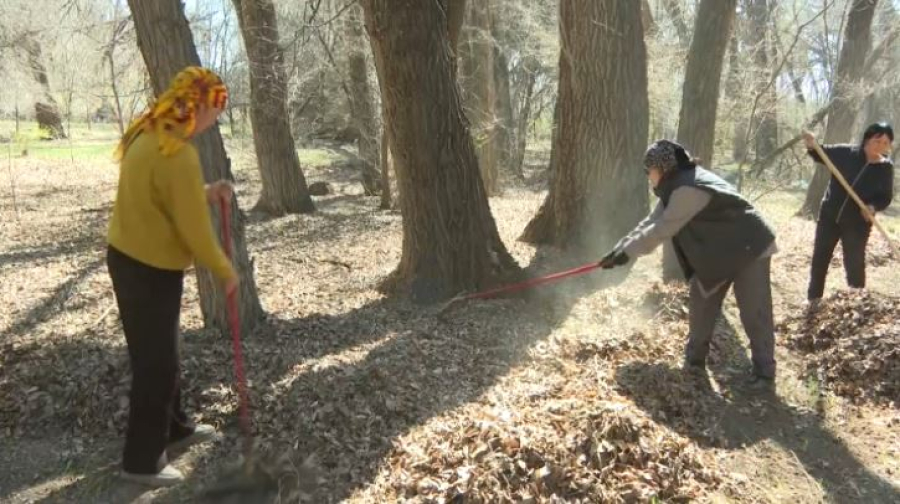 Больше семи тысяч саженцев высадили в области Жетісу