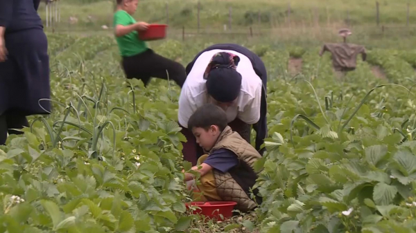Түркістандық шаруаның құлпынайын сатуға импорт жидек зор кедергі болып тұр