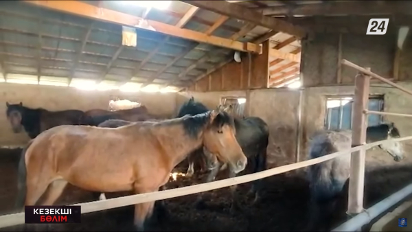 Шығыс Қазақстан облысында барымташы қолға түстi | Кезекші бөлім