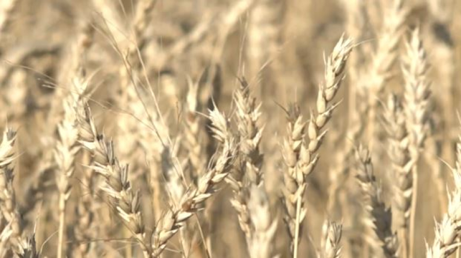 Четверть урожая зерновых собрали в СКО