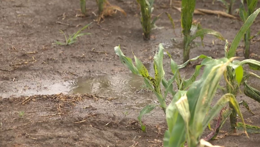 Жыл соңына дейін 107 мың гектар жерге су үнемдеу технологиясы енгізіледі – вице-министр