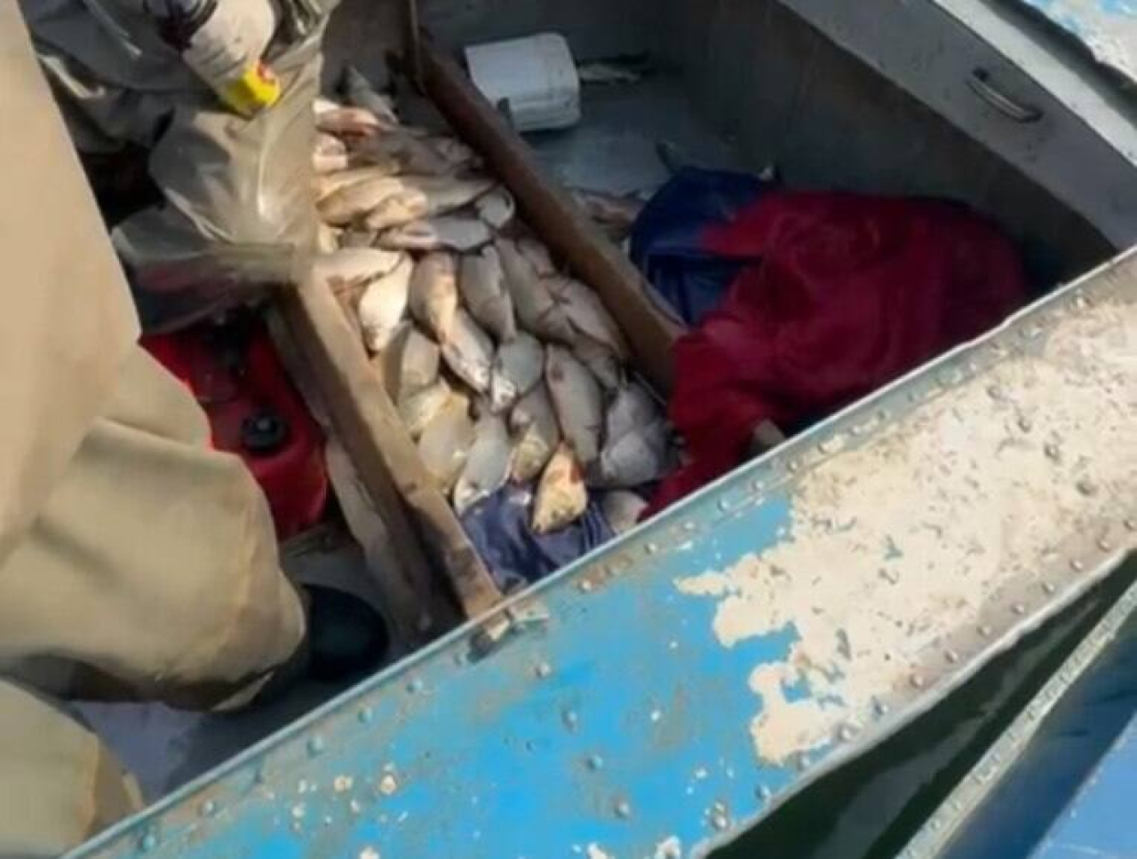 Около 130 кг рыбы изъяли у браконьеров в Туркестанской области