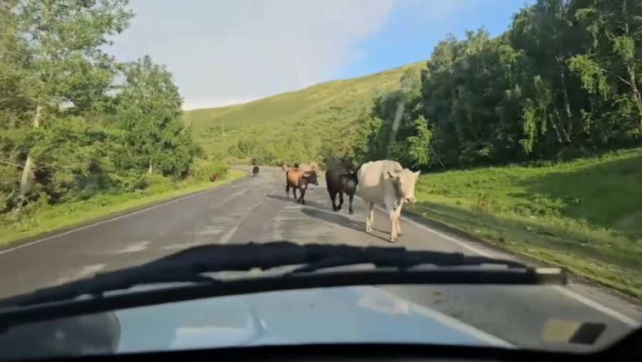 Металлические барьеры вдоль республиканских трасс монтируют в ВКО