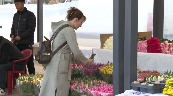 Шымкентте 1 млн 250 мың түп қызғалдақ егілді