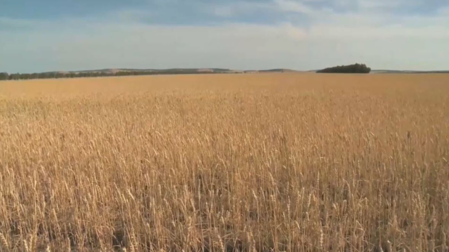 Астықты терең өңдейтін кәсіпорындар көбейеді