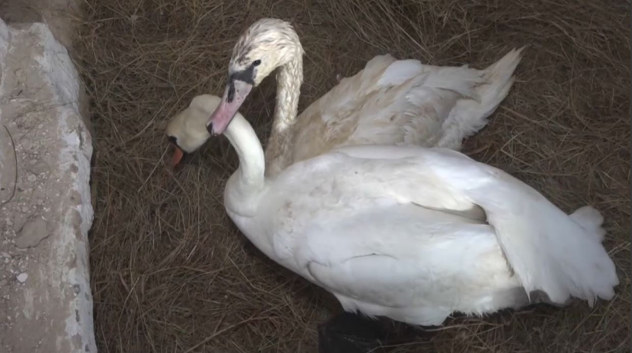 Баянауылда қос аққу зообақта қыстап шығады