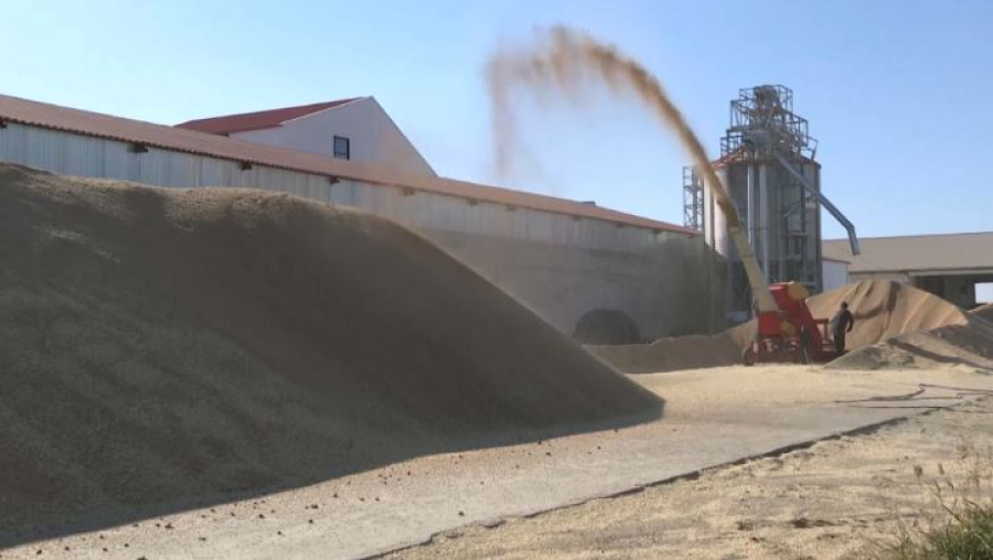 Акмолинские фермеры собрали рекордный урожай