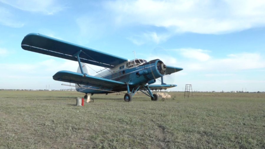 Павлодар облысында 50 мың га алқап шегірткеге қарсы өңделеді