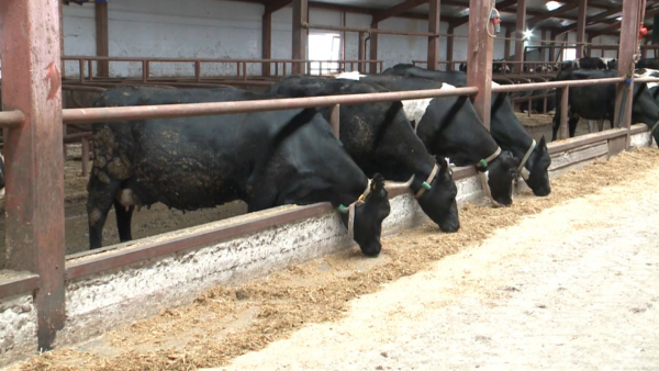 Қостанай облысында бруцеллез ошағы анықталды