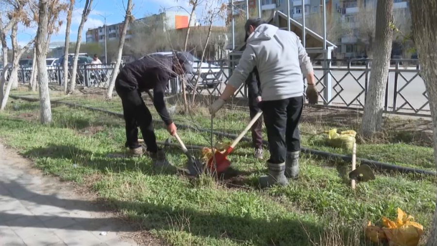 Ұлытау облысында 30 мыңнан астам ағаш егіледі