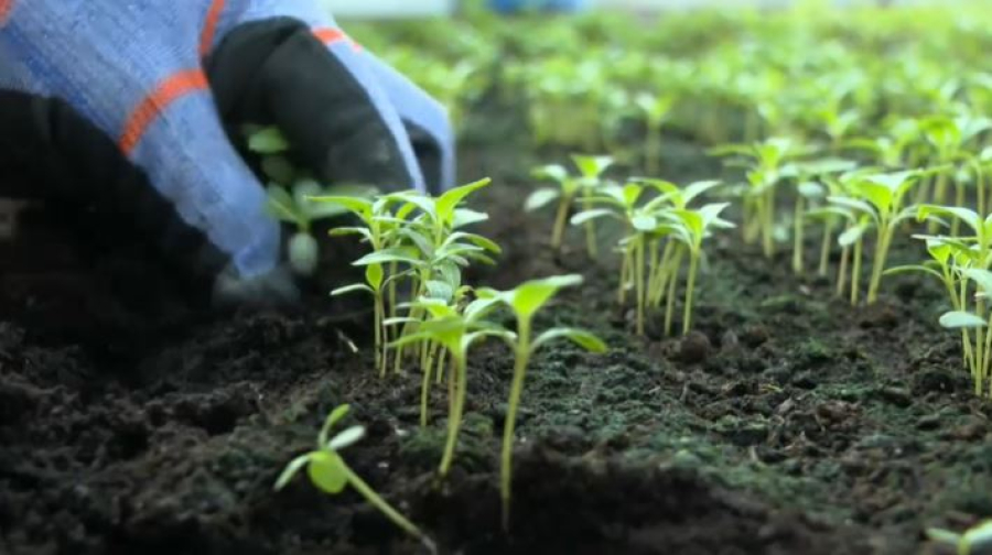 Шымкент готовится к цветочному рекорду