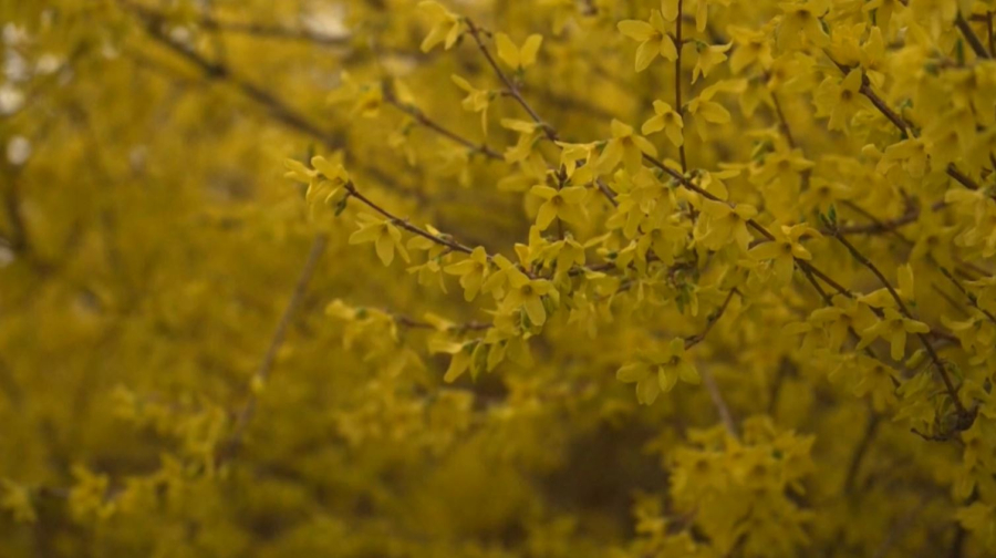 ДДСҰ: әлем тұрғындарының 20%-ында аллергия бар