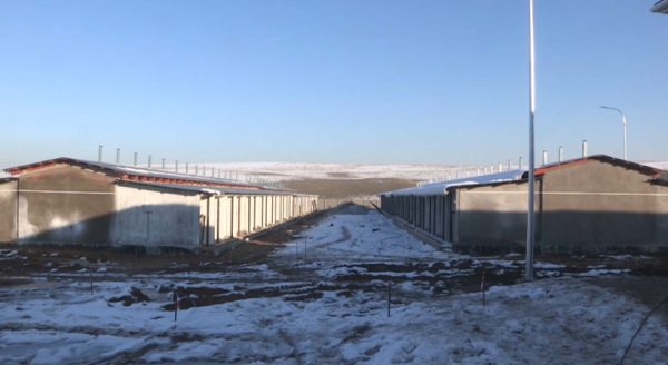 Шымкентте қаңғыбас жануарларға баспана салынды