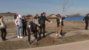 16 тысяч лиственных и хвойных деревьев высадили в Алматинской области