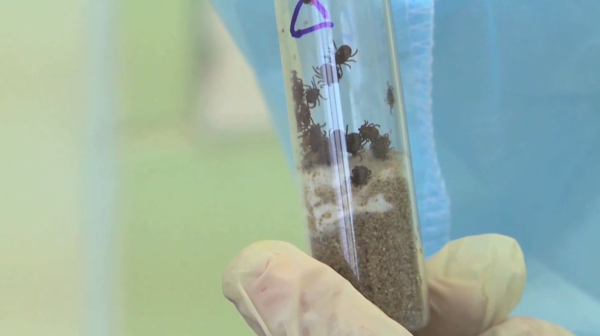 Семь человек пострадали от укусов клещей в ВКО