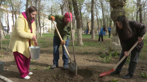 Свыше двух тысяч ив высадили в Таразе