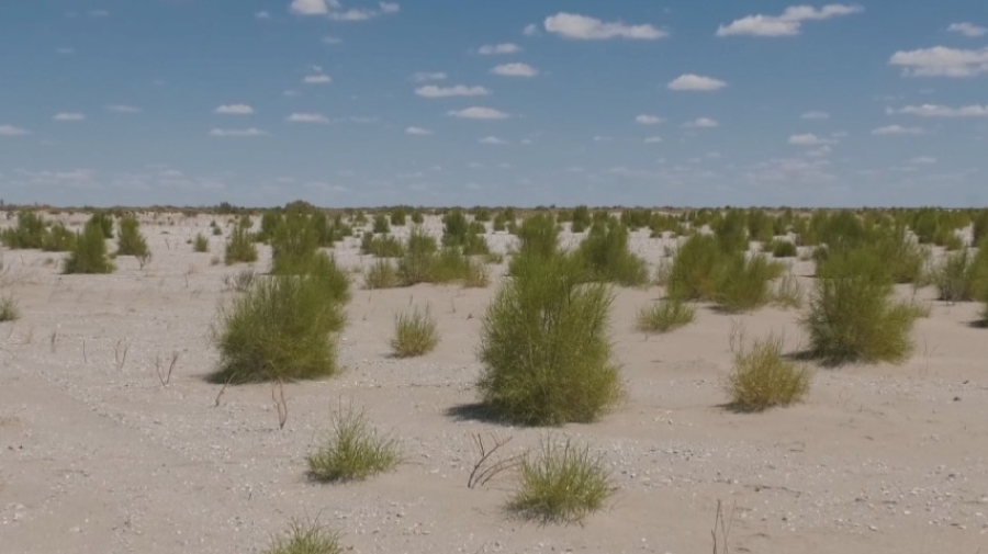 Арал теңізінің табанына 660 мың гектар сексеуіл егілді