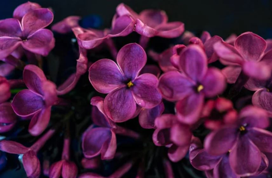 200 лучших видов сирени отобрали для ботанического сада Уральска