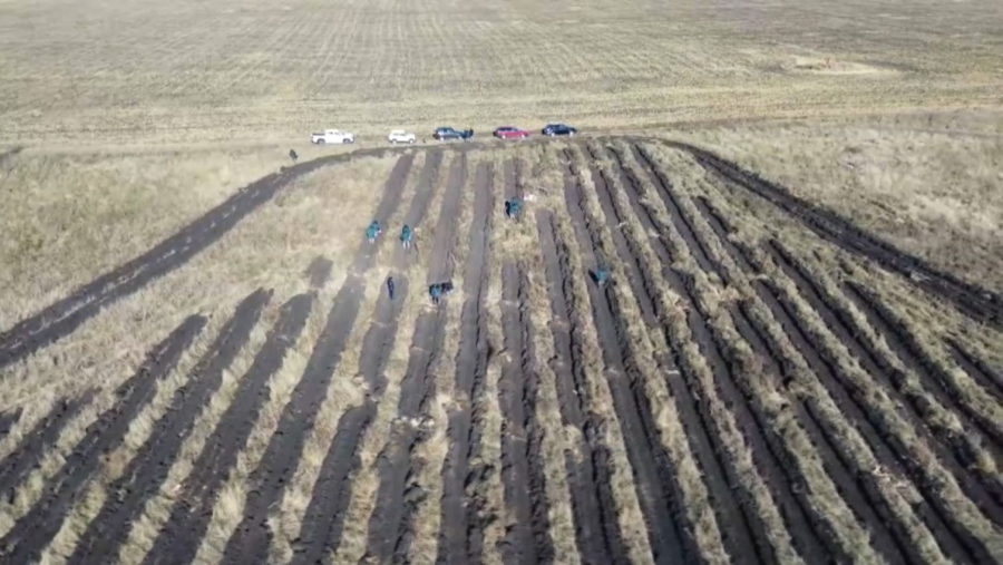 СҚО-да 24 миллион түп ағаш егіледі