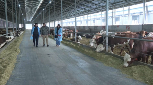 Шымкентте 80 мың мал басы есептен шығарылды