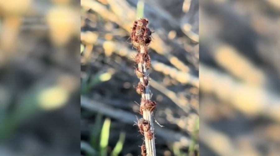 Клещи проснулись в Беларуси: как защититься от укусов