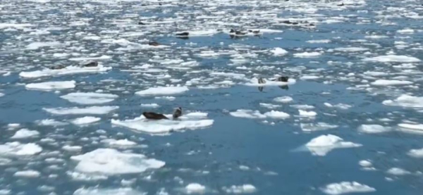 До 400 тюленей обитают в Каспийском море