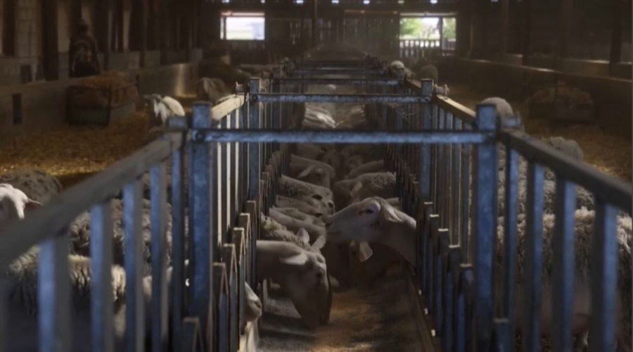 Грекияда қой шешегінен 260 мың мал қырылды