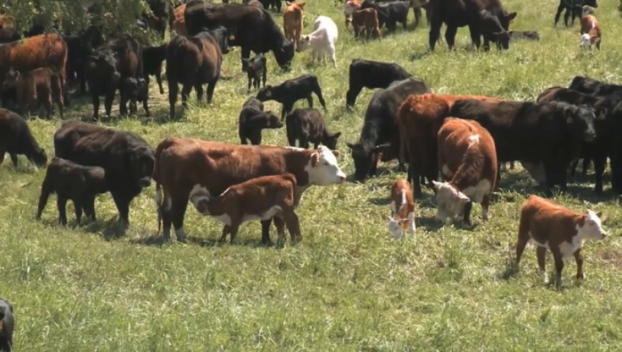 Фермеры смогут получить кредиты под 5% на покупку племенного скота