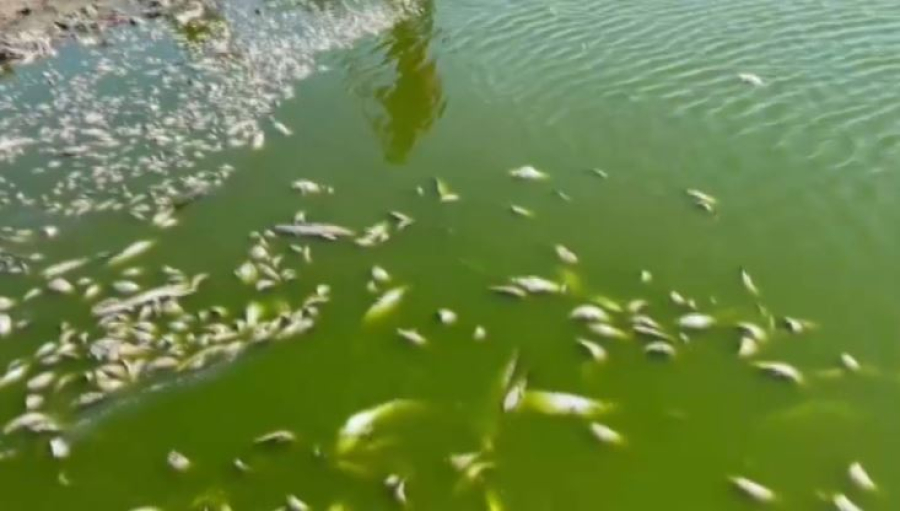 Массовую гибель рыбы зафиксировали в Атырауской области