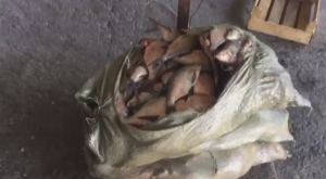 Жетісу облысында заңсыз 350 келі балық аулаған ер адам ұсталды