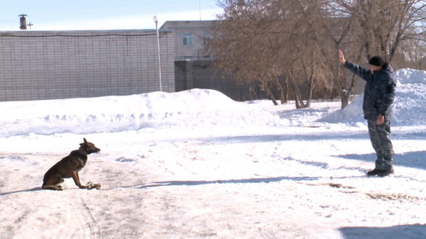 Кинология. Иттер қалай дайындалады?