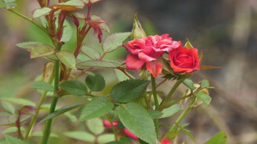 Сады расцвели на крышах Сеула