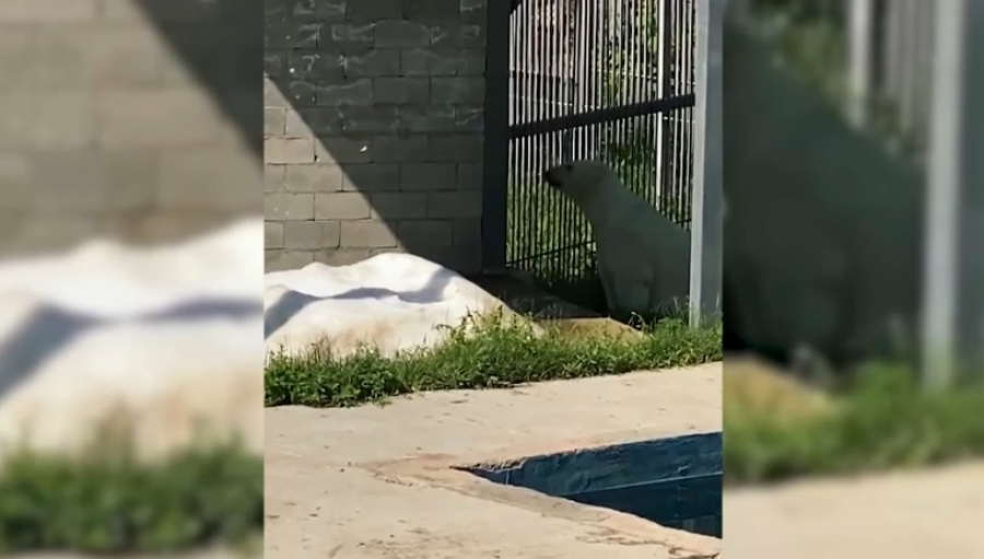 В Алматинском зоопарке установили снегогенератор