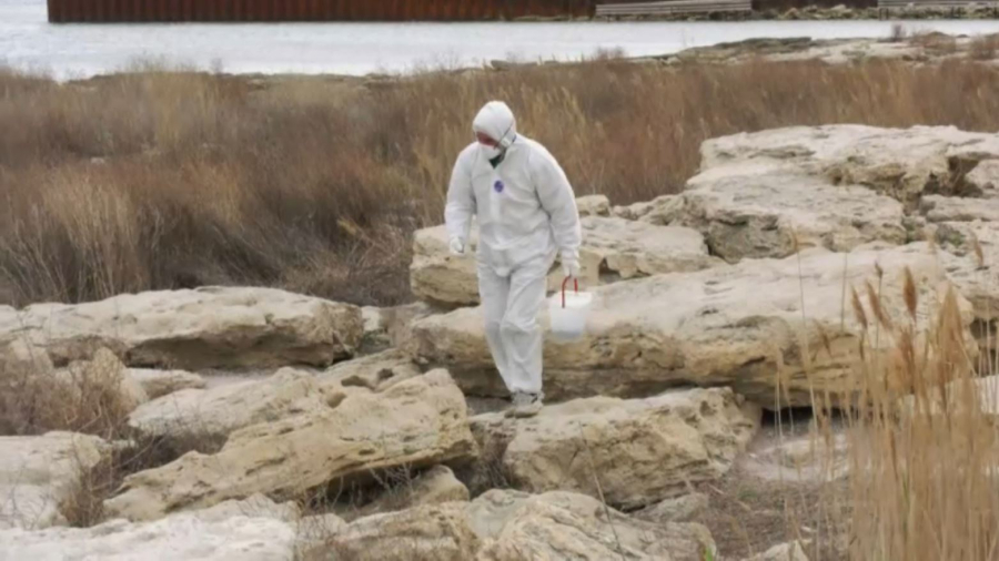 Каспий жағалауын кеміргіштерден залалсыздандыру басталды