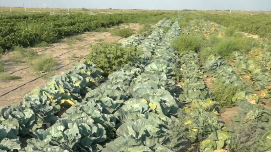 Атыраулық диқандар тамшылатып суару әдісімен мол өнім жинай бастады