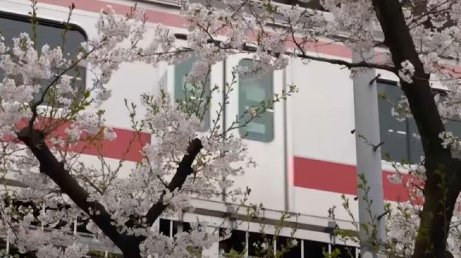 Учёные: глобальное потепление усиливает сезон аллергии