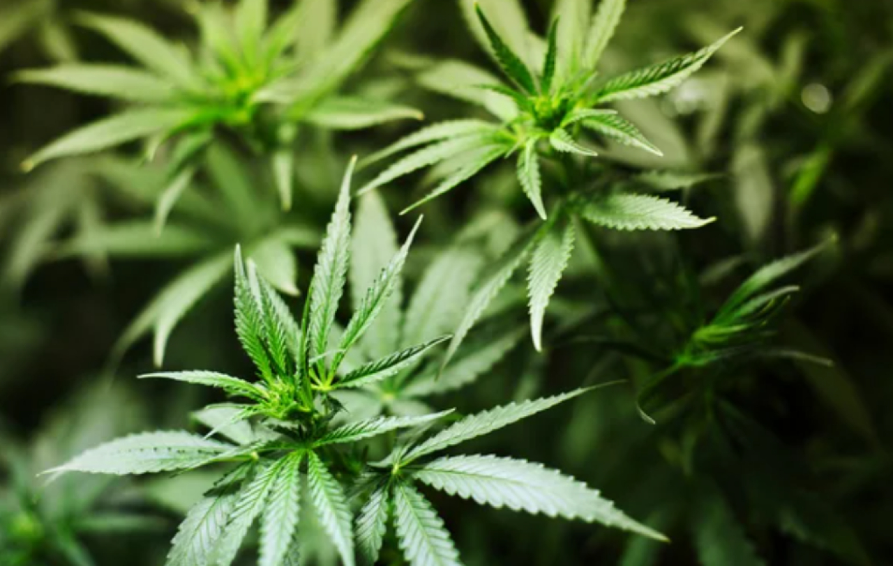 Заросли дикорастущей конопли сожгли в области Абай