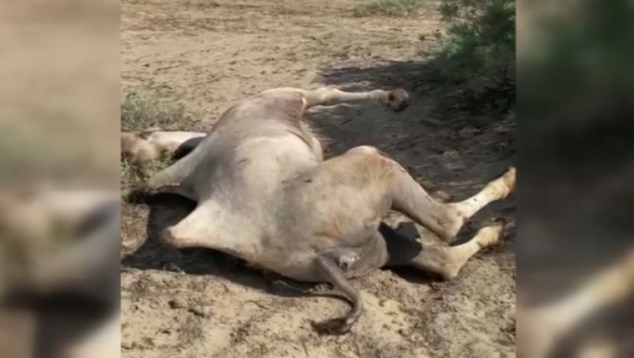 Неизвестная болезнь убивает верблюдов в Атырауской области